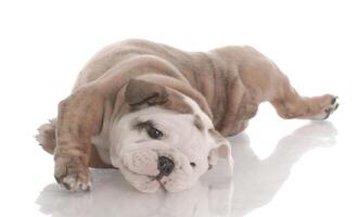 cachorro marrom cachorrinhos cachorrinho sorridente engraçado uma pata e cachorrinho fofo em branco foto