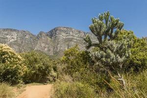 floresta, céu azul e montanhas no parque nacional de tablemountain. foto