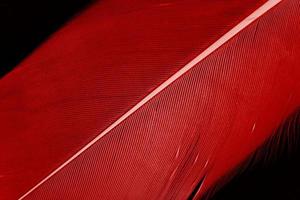 os detalhes de uma única pena vermelha em preto. a textura da plumagem em vermelho para qualquer elemento de design criativo. foto