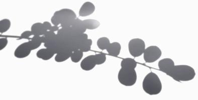 o dólar sombra sai em fundo branco. ilustração realista do efeito de sobreposição de folhas. a silhueta de luz e sombra da natureza para decorar o design criativo. foto