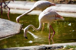 flamingo maior. pássaros e pássaros. mundo aquático e fauna. vida selvagem e zoologia.