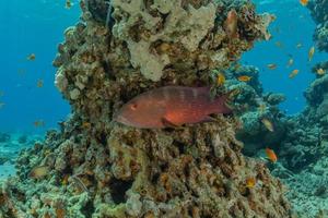 peixes nadam no mar vermelho, peixes coloridos, eilat israel foto