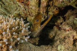 moreia mooray lycodontis undulatus no mar vermelho, eilat israel foto