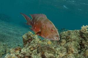 peixes nadam no mar vermelho, peixes coloridos, eilat israel foto