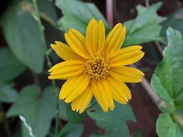 close-up de flor amarela com desfoque de fundo de folha verde foto