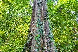 caminhada trilha natural na selva tropical floresta lamru nationalpark tailândia. foto