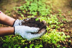 como cultivar hortaliças, plantar agricultura. cave no solo o cultivo da horta e separe o crescimento inicial. repolho chinês foto