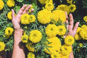 mulheres asiáticas mão toque flor amarela. flores tagetes erecta. Tailândia foto