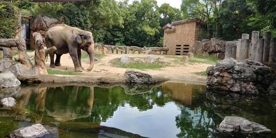 um elefante está parado na beira do lago com uma gaiola no fundo do zoológico