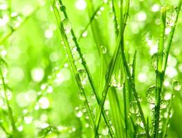 folha verde fresca sentado nas folhas verdes e grama orvalhada com a natureza.