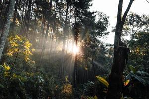 floresta na luz da manhã e nevoeiro nas árvores foto