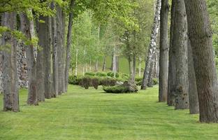 beco de carvalho no parque com um lindo gramado verde - excelente gazebo natural foto
