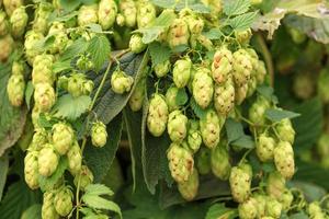 cones de lúpulo aromático pendem em densos racemos. foto