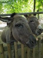 dois burros cinzentos conversando com os visitantes do zoológico foto