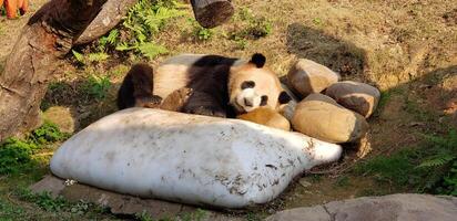 pandas brancos e pretos estão dormindo nas rochas ao sol foto