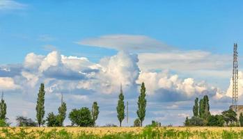 céu azul nublado sobre um campo de trigo amarelo e choupos solitários no horizonte. foto