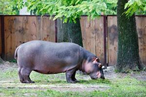 um grande hipopótamo come grama verde perto de grandes carvalhos. foto