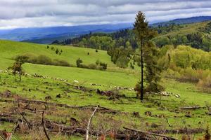 um pinheiro solitário está doente na encosta de uma colina. ao longe, um rebanho de ovelhas está pastando. desmatamento nos cárpatos.