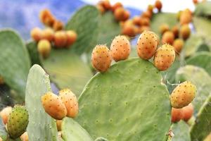 frutos de um cacto doce laranja maduro de cacto de pera espinhosa contra o fundo de um céu azul ligeiramente nublado. foto