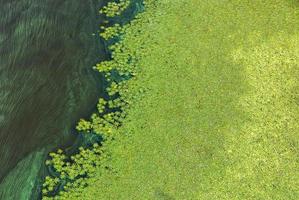 poluição da superfície da água. problemas ambientais. o grande fluxo de plâncton verde. foto