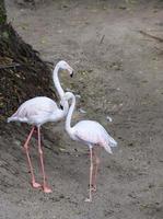 retrato de um lindo par de jovens flamingos rosa foto