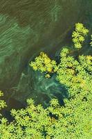 fluxo diagonal de água verde florescendo. contaminação da superfície da água. problemas ambientais.