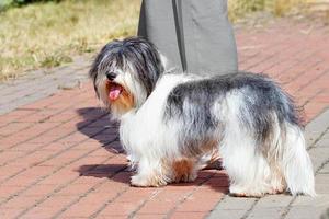 retrato de um havana bichon caminhando na calçada do parque. foto