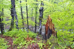 uma árvore cortada por um raio em uma floresta úmida de primavera. foto