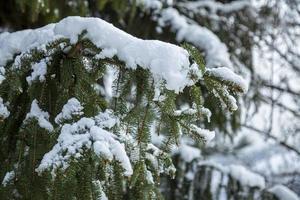 close-up de galhos de pinheiros de inverno cobertos de neve. galho de árvore congelado na floresta de inverno. foto