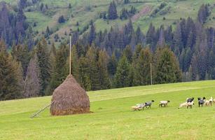 um rebanho de ovelhas pastando em uma colina de prados verdes em uma bela manhã de primavera foto