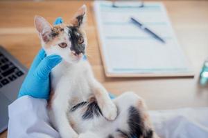 o veterinário está examinando o gato e o vacinando. foto