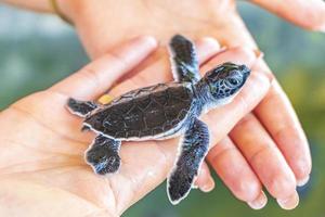 bebê tartaruga preta bonito nas mãos em bentota sri lanka. foto