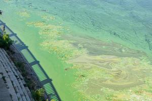 perto da margem do rio, algas verde-azuladas acumularam-se na superfície da água. poluição da água do rio. problemas ecológicos. foto