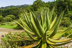 planta de cacto grande aloe vera, cidade do cabo, áfrica do sul. foto