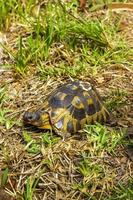 tartaruga na grama na cidade do cabo.