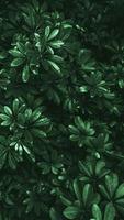 folha verde tropical em tom escuro. foto