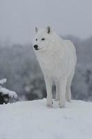 lobo ártico no inverno foto