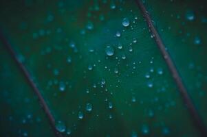 gotas de água macro nas folhas amam o meio ambiente foto