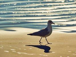 uma gaivota caminhando na praia. foto