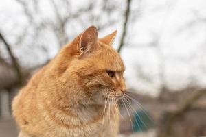 gato vermelho olha atentamente para o lado. foto