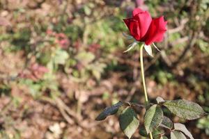 linda rosa vermelha closeup na fazenda foto