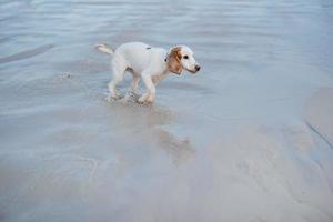 cachorro jovem spaniel branco alegre foto
