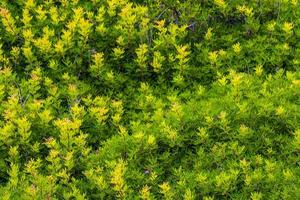 textura de plantas verdes nas falésias maiorca, espanha. foto