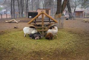 porcos e ovelhas em um cercado comem feno no mau tempo foto