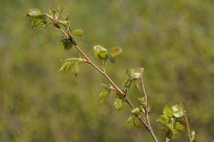 um galho de bétula careliana com folhas novas em um fundo desfocado foto