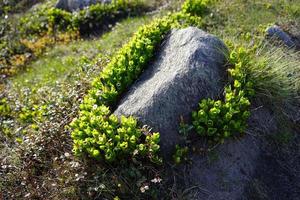 uma grande pedra coberta com pequenas flores de tundra e musgo em um dia ensolarado foto