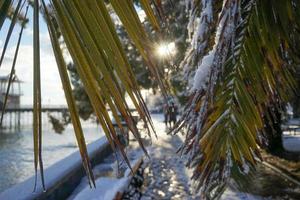 as folhas do leque de palmeiras washingtonia com gotas de água em um fundo de neve derretida nos subtropicais foto