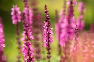 flor de beleza selvagem com néctar florescendo no campo foto