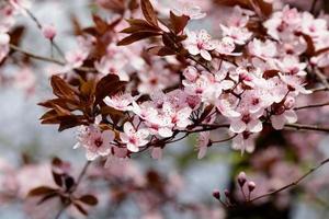 árvore florescendo na primavera. botões desabrochando e flores em um galho de árvore. foto
