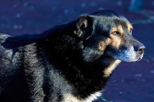 cachorro preto abandonado solitário em fundo escuro foto